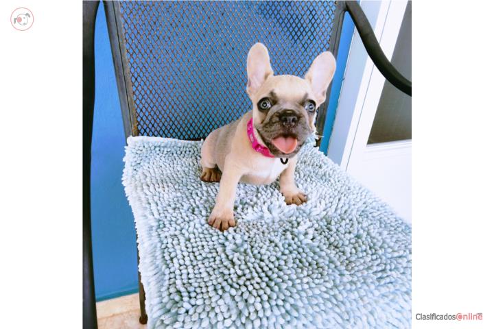 HERMOSA FRENCH BULLDOG HEMBRA BLUE FAWN Y AKC Puerto Rico