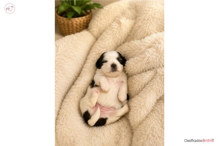 Shih tzu y maltés  Puerto Rico