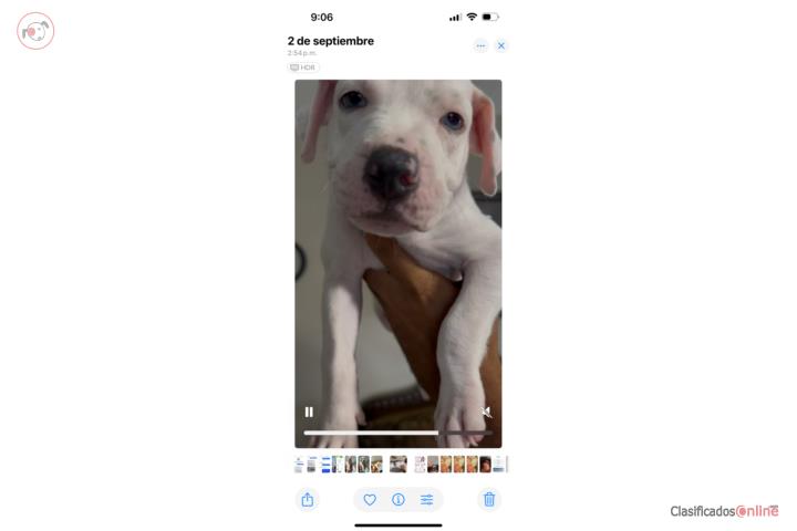 American pitbull Puerto Rico