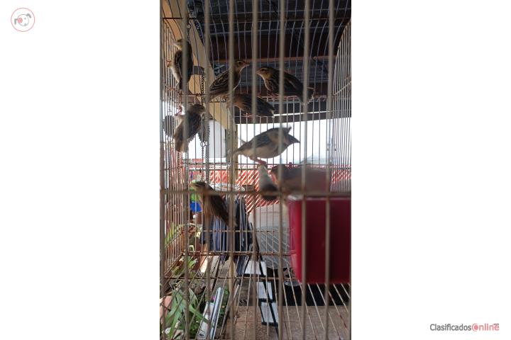 4 parejas de finches Orange Wiber sin pintar  Puerto Rico