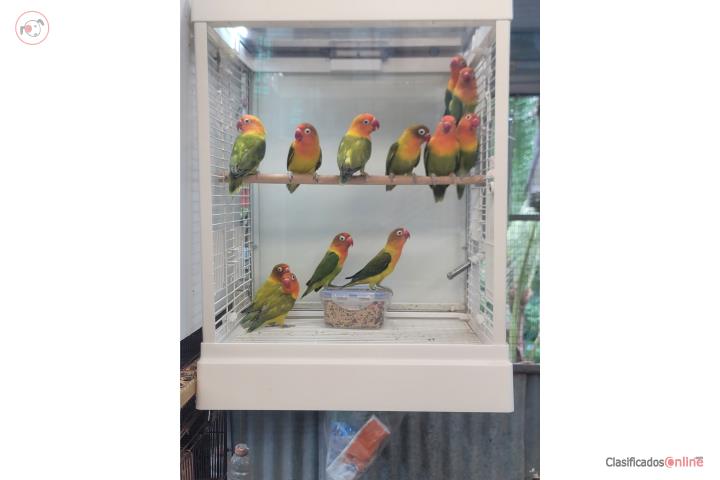 Lovebird Puerto Rico