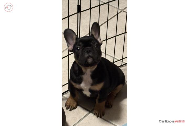 French Bulldog Puerto Rico