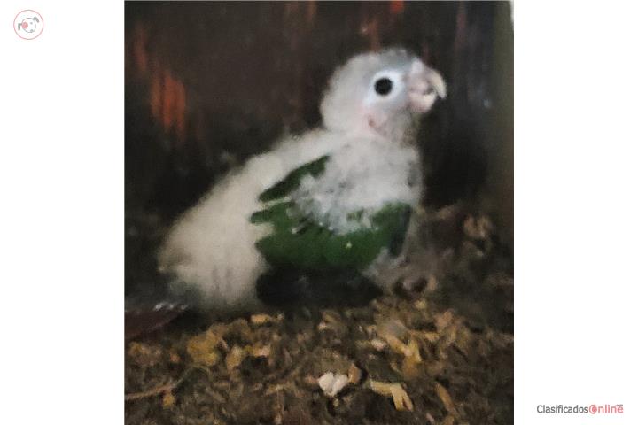 GREENCHECK CONURE BEBE HAND FEED  Puerto Rico