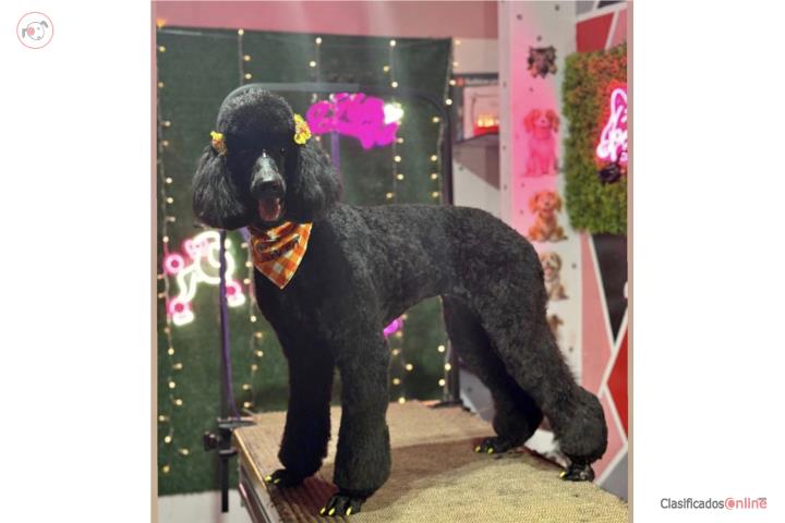 Poodle standard Puerto Rico