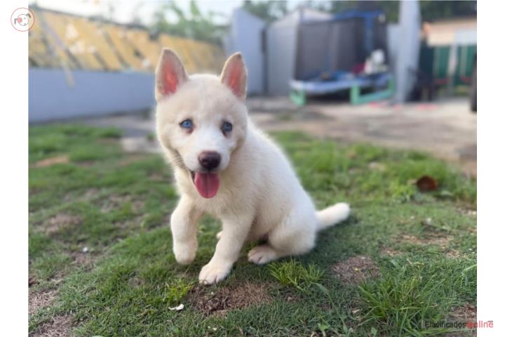 Preciosa Siberian Husky Puerto Rico