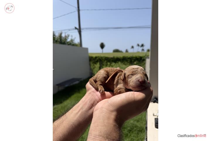 Goldendoodles Hermosos  Puros Puerto Rico