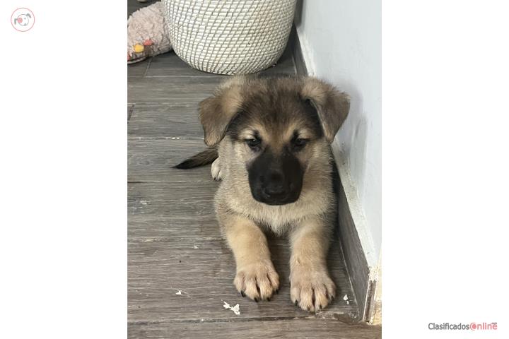 German shepherd  Puerto Rico