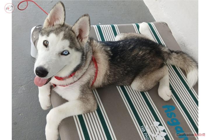 Siberian Husky hembra 7 meses Puerto Rico