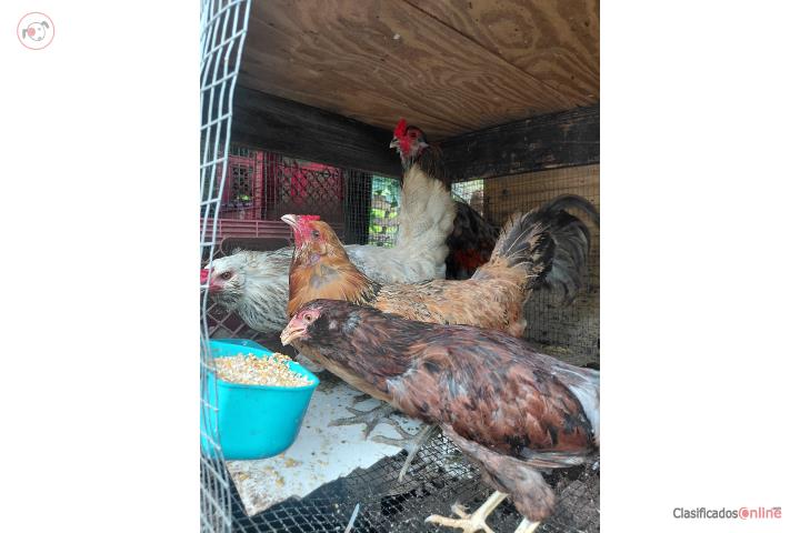 Easter egger  Puerto Rico