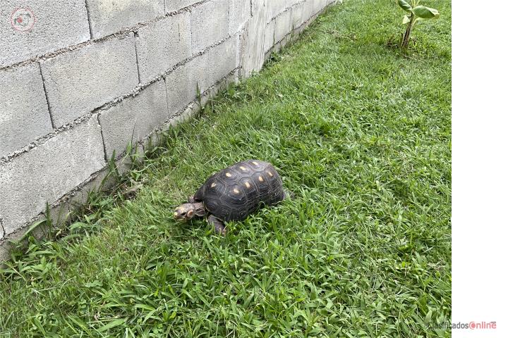 Tortuga de Patas Rojas  Puerto Rico