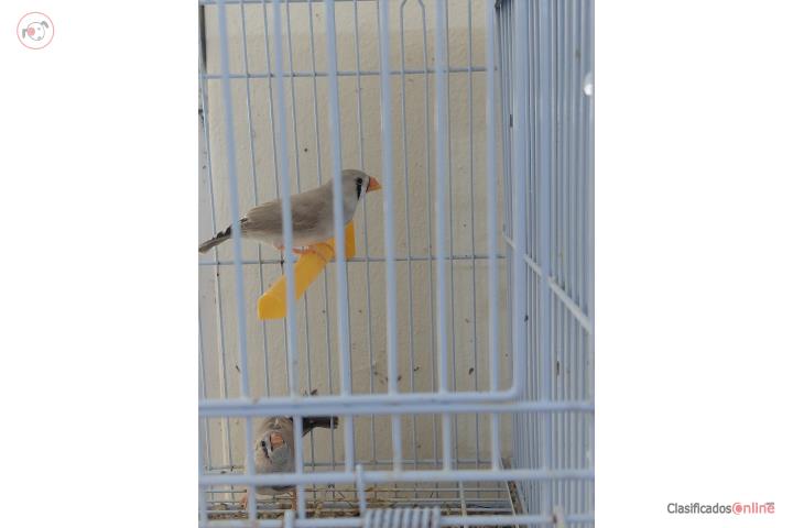 Aves Zebra Finches Ponce Puerto Rico