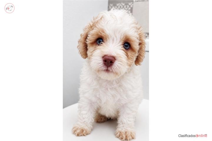 Toy poodle macho ojos azules  Puerto Rico