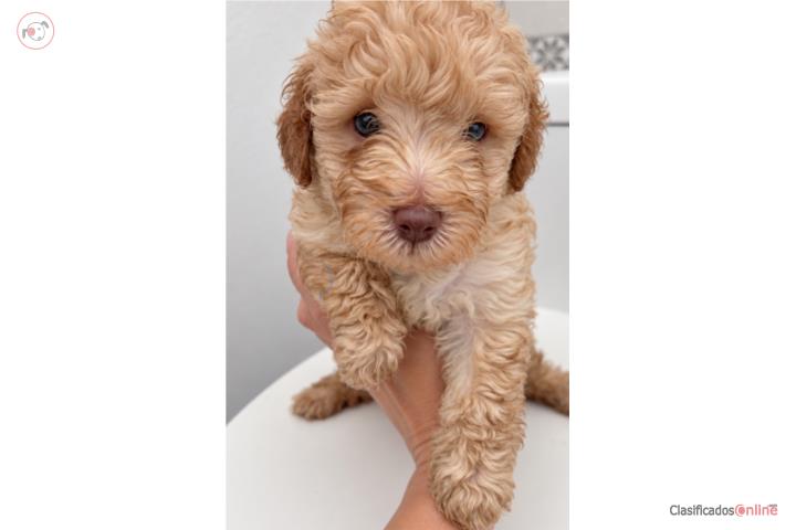Toy poodle macho ojos azules  Puerto Rico
