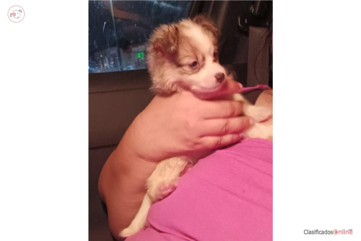 Chihuahua con Pelo Largo Puerto Rico