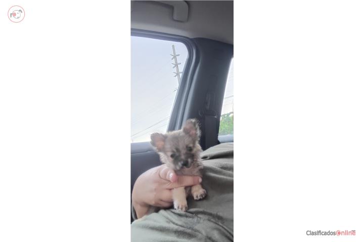Chihuahua con Pelo Largo Puerto Rico
