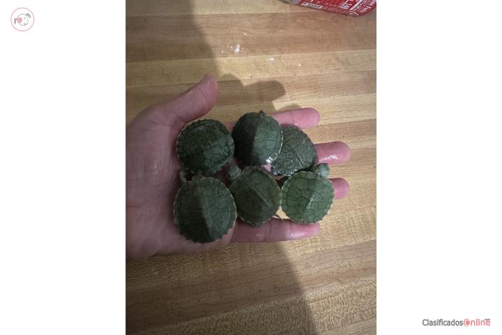Tortuguitas Puerto Rico