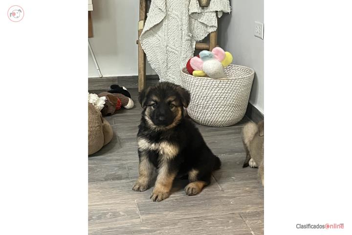 German shepherd  Puerto Rico