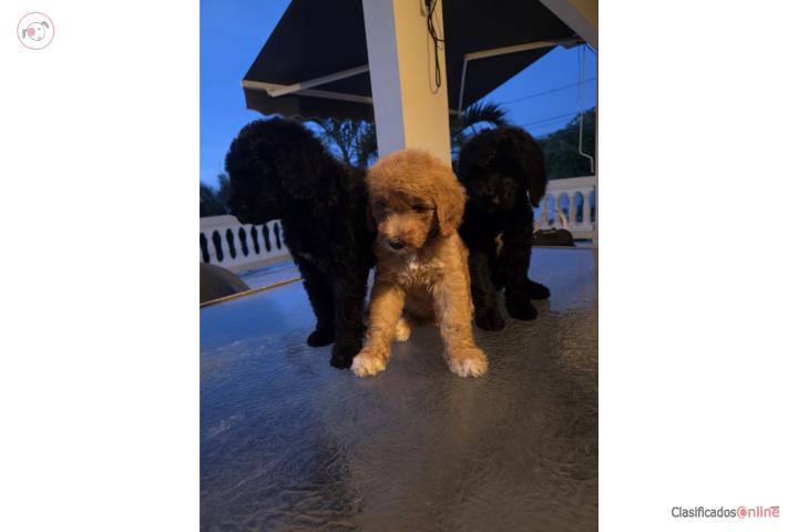 Goldendoodles for sale in Quebradillas