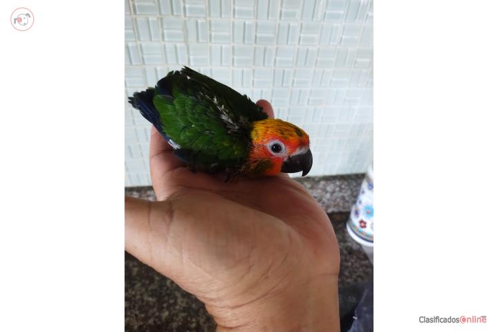 Jenday Conure Chick in Puerto Rico