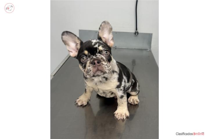 French Bulldog Tri Merle Puppy Puerto Rico