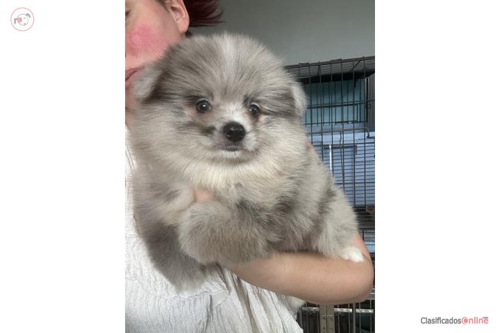 Pomeranian macho merle Puerto Rico