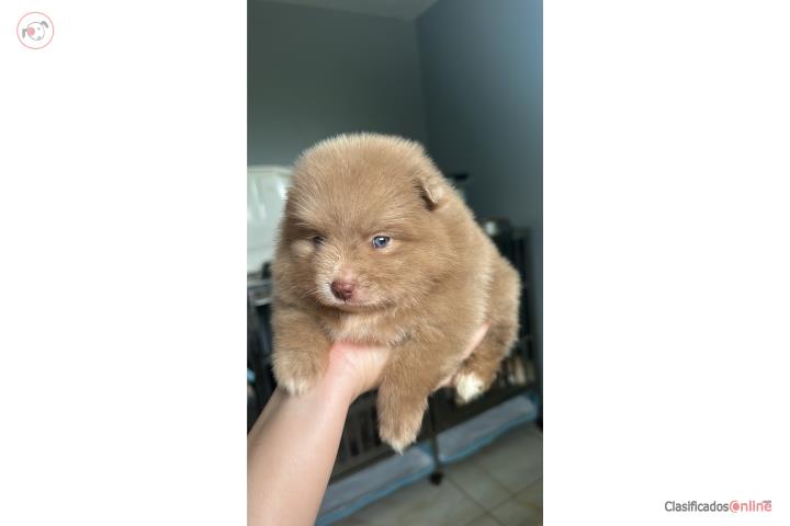 Pomeranian hembras variedad Puerto Rico