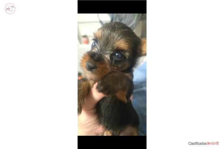 Yorkies macho Puerto Rico