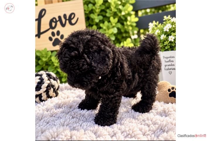 Precioso Toys Poodle  Puerto Rico