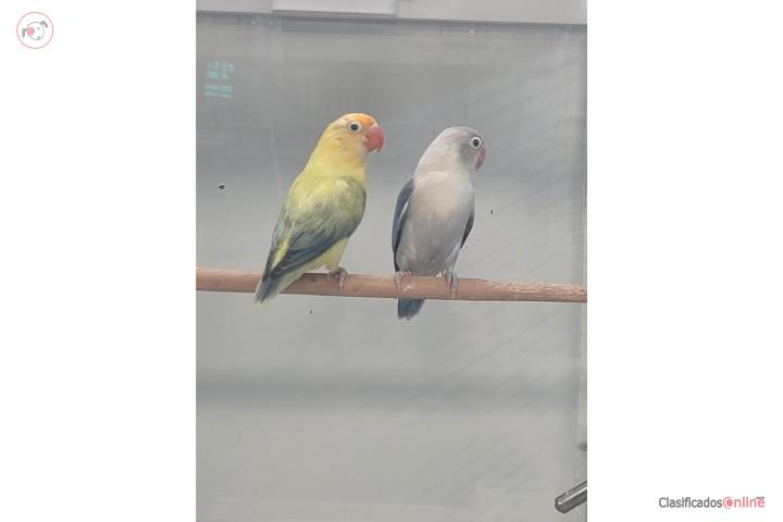 Lovebird Puerto Rico