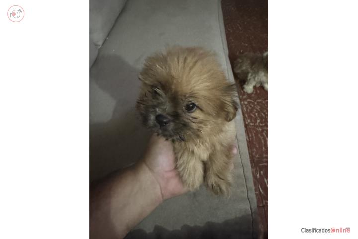 Shih tzu Puerto Rico