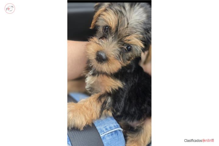 Yorkie  Puerto Rico