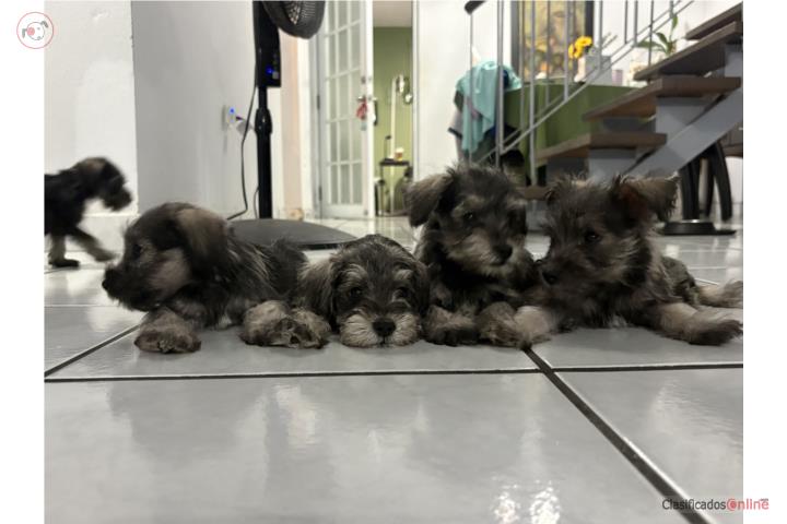 Miniatura Schnauzers Puerto Rico