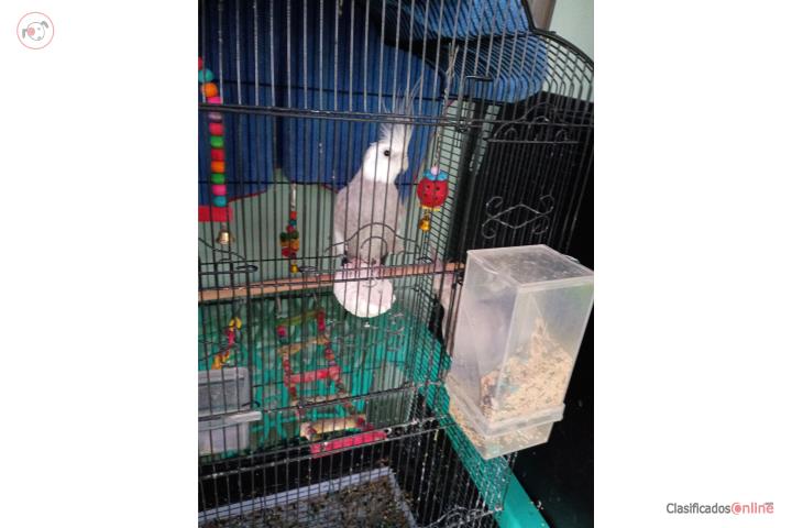 Cockatiel Puerto Rico