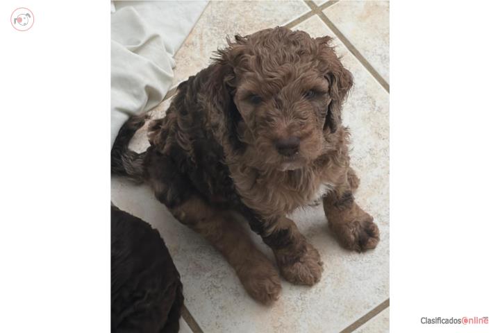 Hermoso Macho Merle goldendoodle standard  Puerto Rico