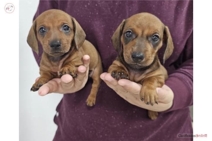 Dachshund - Salchicha mini Machos con Vacunas Puerto Rico