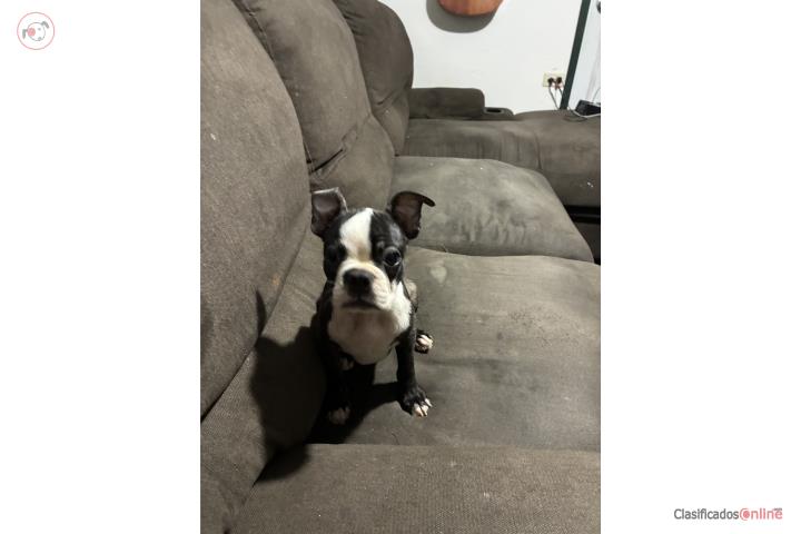 Preciosos Boston Terrier  Puerto Rico