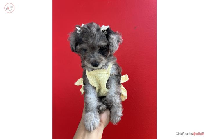 Toy Poodle nena merle Puerto Rico
