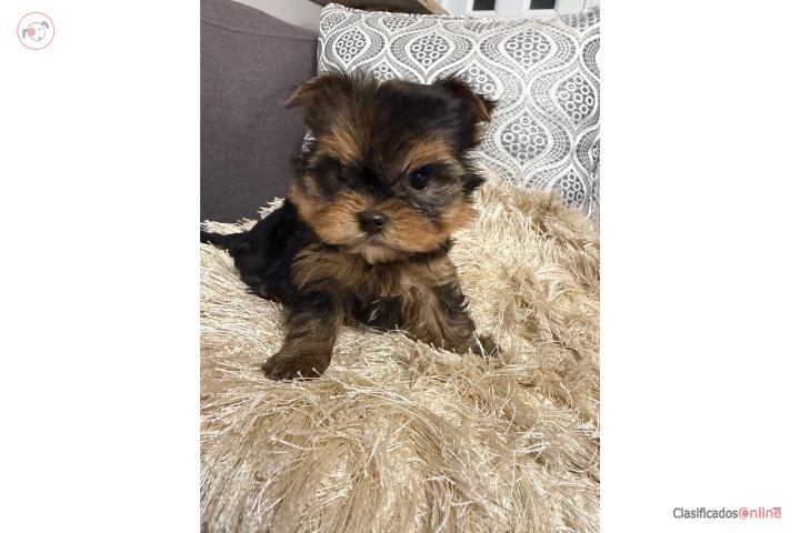 Hermoso Yorkie Puerto Rico