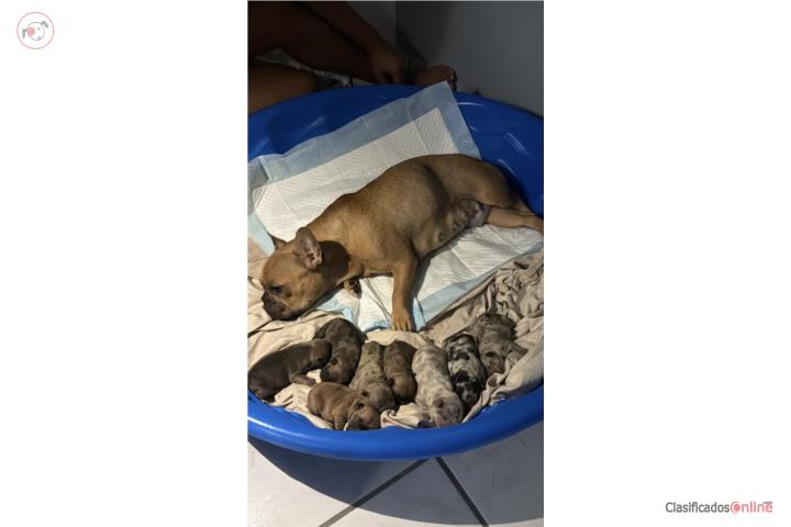 French bulldog Puerto Rico