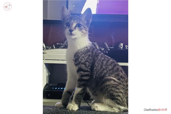 Se busca hogar para Rubio y Aquiles  Puerto Rico