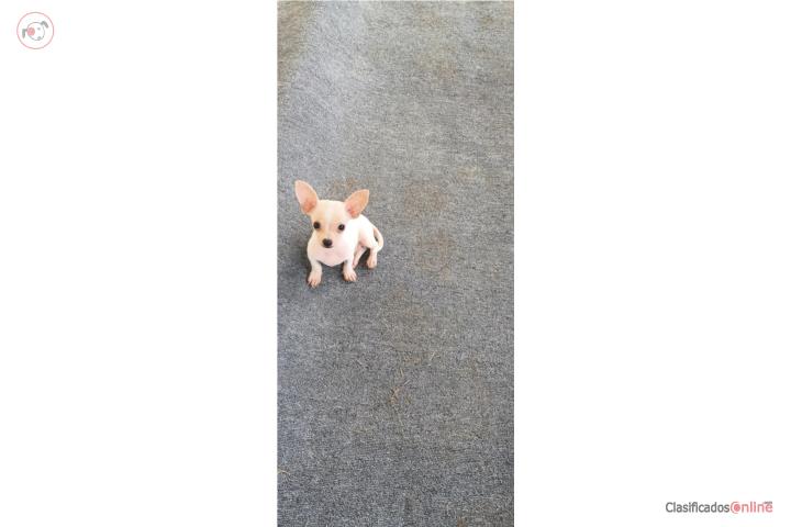 Rubio Chihuahua Pocket  Puerto Rico