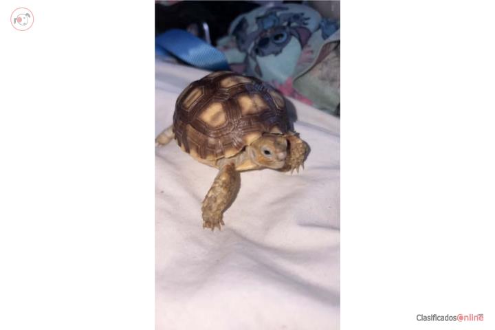 Tortuga sulcata nacida en octubre 2025 Puerto Rico