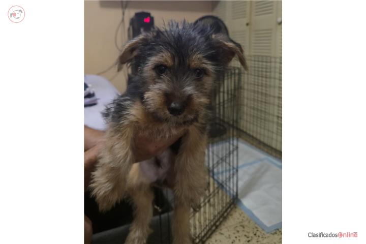 Corkie (Yorkie x Corgi) Puerto Rico
