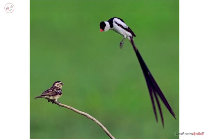 Pair of Whidah Finches (Rabilargos) in Puerto Rico