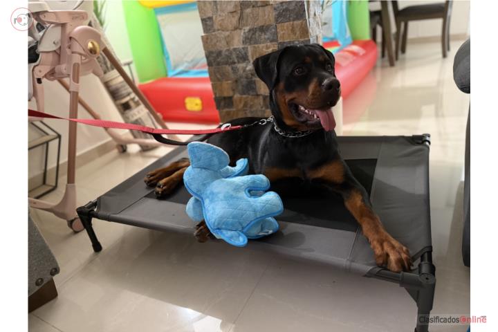 Rottweiler  Puerto Rico