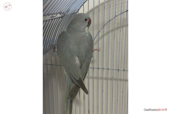 Ringneck hembra Puerto Rico