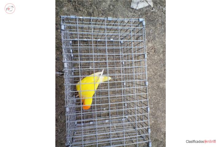 LOVEBIRD ROSEICOLLI LUTINO ORANGE FACE MACHO Puerto Rico