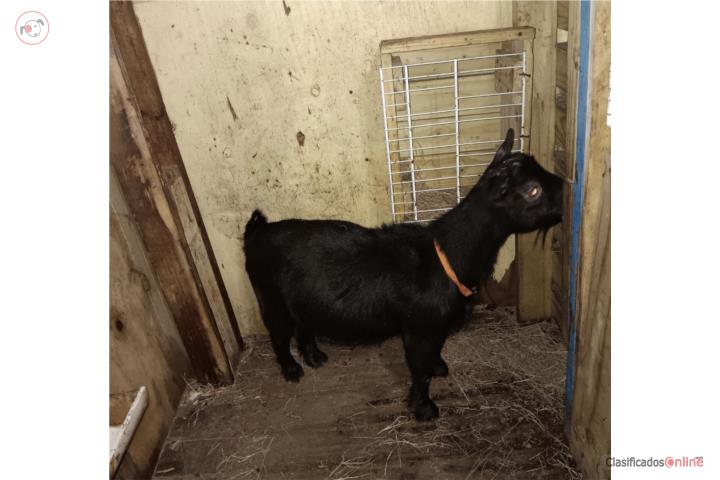 Cabra Enana Pigmea  Puerto Rico