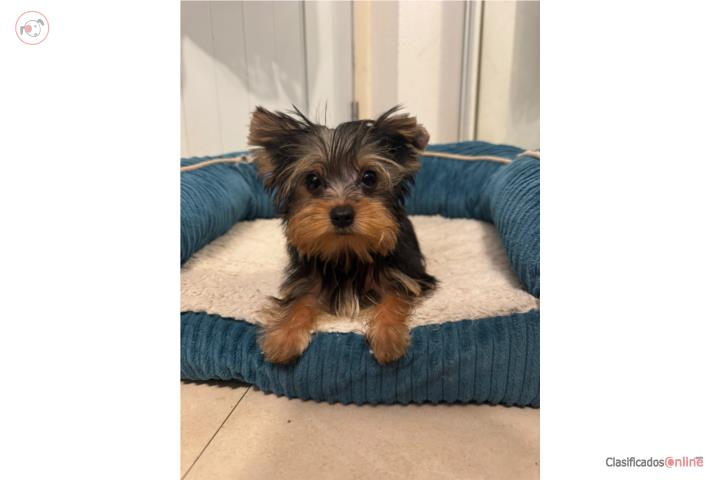 Yorkies machos disponibles para la venta Puerto Rico