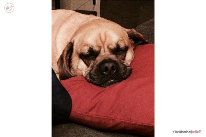 Vendo perra raza puggle amarilla  Puerto Rico